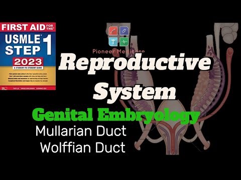 USMLE Step 1|Uterine Anomalies,Genital Embryology from First Aid|Reproductive system|FCPS|Urdu/Hindi
