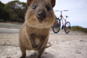 Quokkas are the world's cutest and happiest animal | In The Know