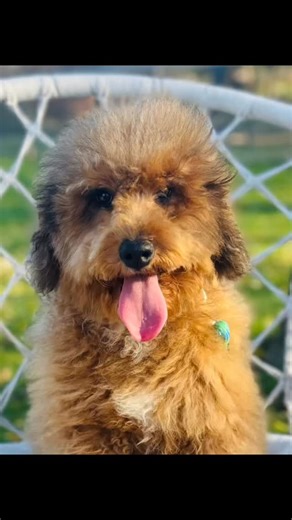 Meet Ruby a sweet outgoing, smart Aussie doodle girl. She is up to date on everything, and a joy to have around. #minnesota #minneapolis #available #doodle #springerdoodle #love #puppy #justdoodling #bestdog #aussiedoodlepuppy #Aussiedoodle #training #snuggle #snuggles | Just Doodling | Facebook