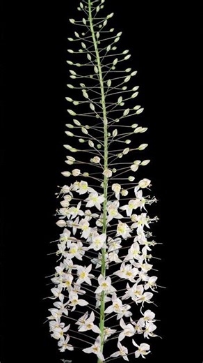 Watch Eremurus Unfold | Breathtaking Flower Bloom in 4K