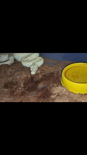 Snake Eats Rabbit 3 (1 of 4) #vore #snakes #swallowing #eating