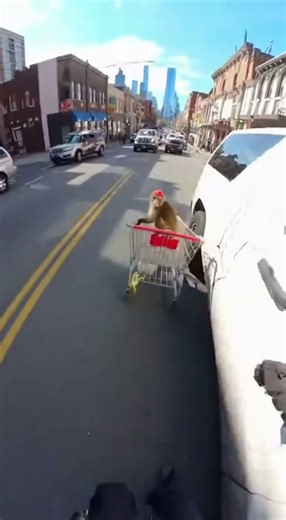 Monkey Races Shopping Cart Through City