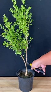The basic skeleton of the boxwood bonsai material is finalized. #Melonseedsboxwood #bonsaimaking #gardening | Nazim's Bonsai