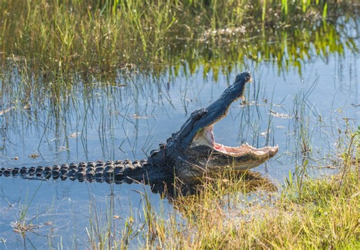 Applications open for Florida alligator harvest program, Alligator Super Hunt