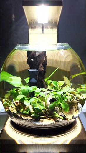 NEW Fluval LIV Microscaping Aquarium Kit 🌿 #shorts