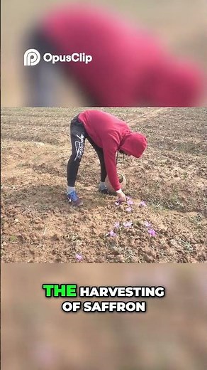 Saffron Cultivation: Planting, Soil Prep & Harvesting Secrets