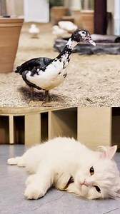 For all animal lovers in Multan! 🕊️😺 Introducing our new wristband at Super Space Sharif Complex! Where you can enjoy Kitten Korner and Giggle Farms both at just RS 800! 🙌🎉 Visit us: 📍4th floor, Sharif Complex, Multan #Multan #animals #cats #animallovers #cute #trending #fy #explore | Super Space, Multan