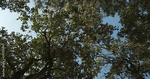 Rotating view from ground in forest in Portugal, looking up from ground to tree tops. Cork, oak and fir trees.
