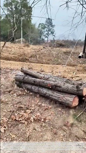 Logging Innovation: How Timber Defies Gravity in the Mountains