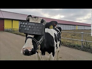 Russian farmers test out virtual reality for dairy cows