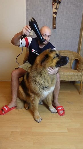 260K views · 2.1K reactions | Grooming session for the most handsome boy 識 | MetDaan Animals | Facebook