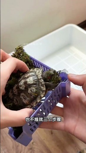 3 Easy Steps to Keep Your Turtle from Eating Everything