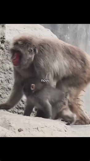 パンチモンキー最新情報：孤独から生き残りへ（必見） #punch