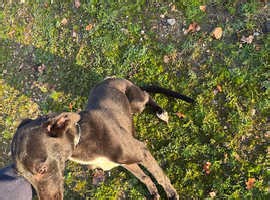 7 months old whippet puppy for sale