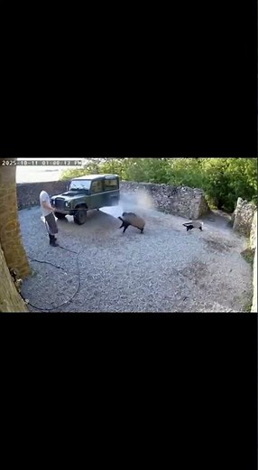 Badger Messed With the Wrong Car Wash #badger #funny #omg