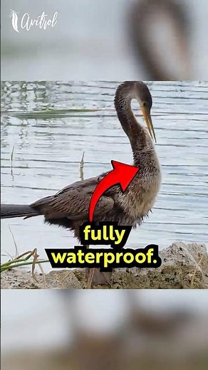 Water bird that dives, but is not waterproof
