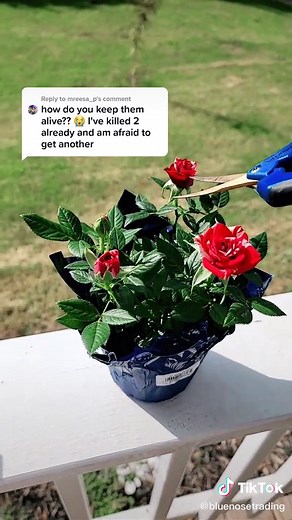 How to Care for Miniature Roses: Tips and Tricks for Healthy Plants