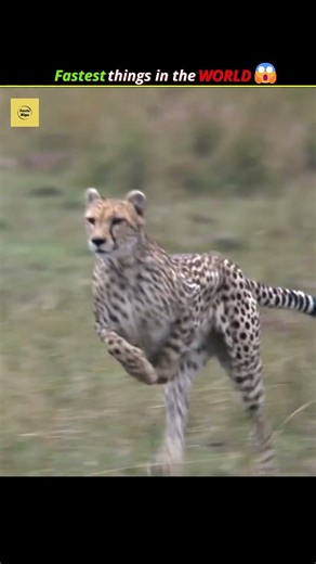 fastest things in the world😱#viralshorts #shorts #facts #fact #fastest things