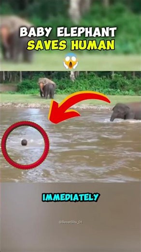 Elephant to the Rescue 🐘