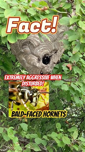 DANGER ⚠️ These Hornets Can Sting You Multiple Times! 🐝 #viral #short #shortsfeed #facts #fyp #wild