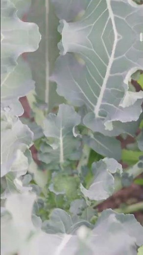 What happens to broccoli stems when flower buds start to appear? #HomeGardening #BroccoliCultivat...