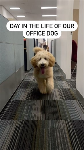 Follow along for a sneak peek into the pawsitively adorable life of our office pup! 🐾 #doglife #officedog #dogsofinstagram #puppy #officedesign #officememes #ibsawareness #ibsawarenessmonth #ibssupport #fodmapfriendly | FODMAP Friendly