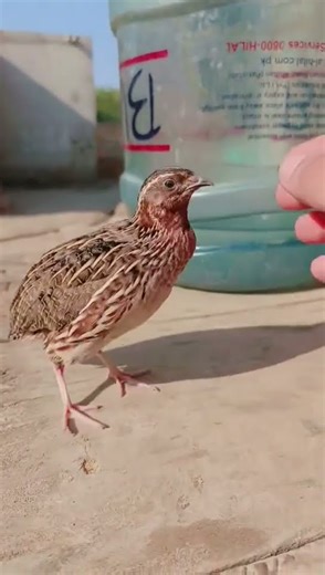 quail sound|batair ki awaz|desi batair ki awaz|quail|quail mp3|quail audio|quail bird|desert quail