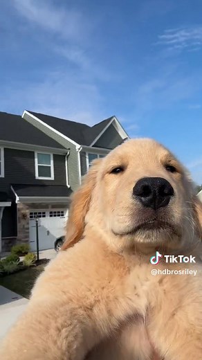 Adorable Golden Retriever Puppy Compilation