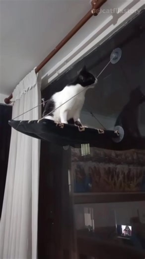 Cat core#cat #core #kitten #catmemes #funny