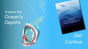 Celebrate #SharkWeek with these jaw-some items from our Science Store 🦈 https://shop.frostscience.org | Phillip and Patricia Frost Museum of Science