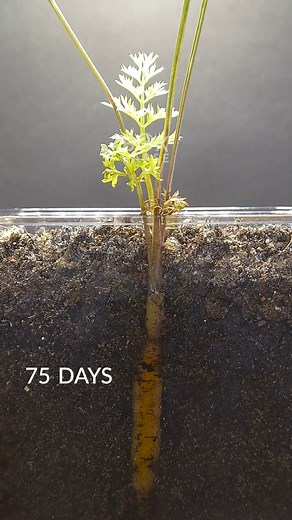 563K views · 9.5K reactions | Carrot growing underground Time-lapse 100 Days | Boxlapse | Facebook