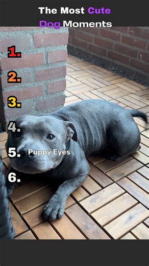 Cute Dog Videos Compilation to Brighten Your Day