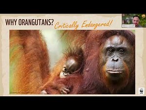 Patrick’s field notes: Wild orangutans of Borneo | WWF-Australia