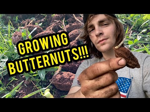 Growing Butternut Trees From Seed!