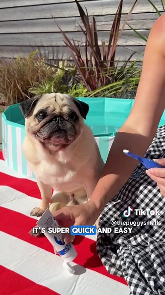 Protect Your Pug's Wrinkles for Pool Days