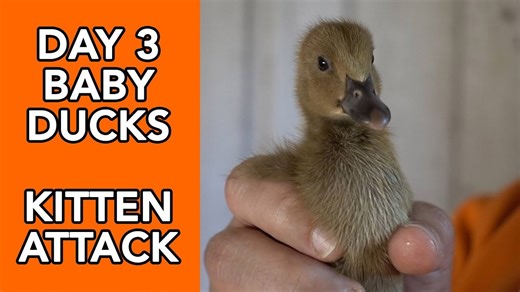Raising baby ducklings with a barn kitten companion