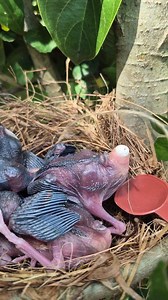 Target Acquired! Bullseye! 🎯🥄😂 | Jejak Manok