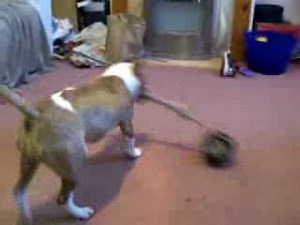 Miniature English Bull Terrier