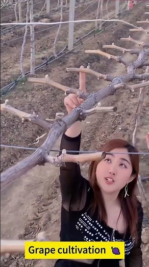 Grape cultivation 🍇