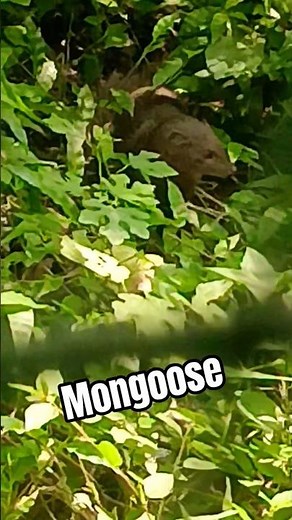 meeting amazing mangoose in the deep forest #forest #mongoose