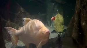 14 reactions | The Long Island Aquarium's Amazon Rainforest habitat showcases some of the largest and most fascinating aquatic life, reminding us of our responsibility to the environment and animal welfare. | Long Island Aquarium | Facebook