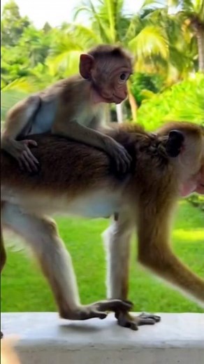 ​Mother’s Love in the Wild: Sri Lanka Monkey 🇱🇰 #wildlife