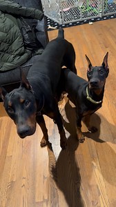 Sergeant & his mini Ellie 🐾 #CampbellsFamilyDobermans #fatherdaughter #adorable | Campbell's Family Dobermans