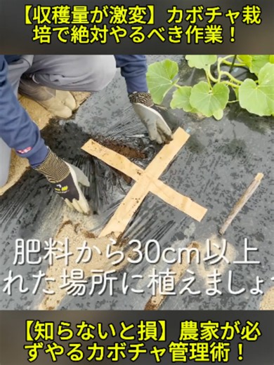 カボチャ栽培の家庭菜園ガイド｜脇芽かき・仕立て・追肥の基本