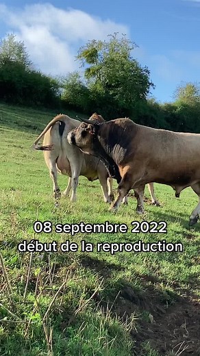 #salut #reproduction #saillie #taureauaubrac #aubrac #cotedor #08septembre2022 @Élevage aubrac Fred Vincent