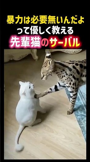 A serval, the senior cat, gently teaches him that violence isn't necessary