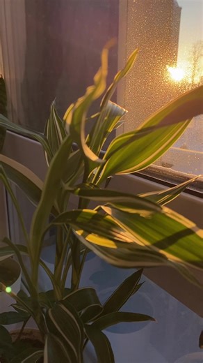 Солнечный свет, попадая на сетчатку глаза, стимулирует выработку серотонина — нейромедиатора, который часто называют