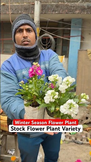 Matthiola Stock Flowers! 🌸 Spicy-Sweet Winter Bloomer Perfect for Cold Season #shorts