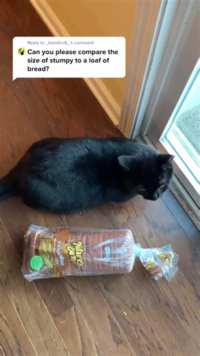 Reply to @_bandit.r6_ stumpy and a loaf of bread #fyp #stumpy