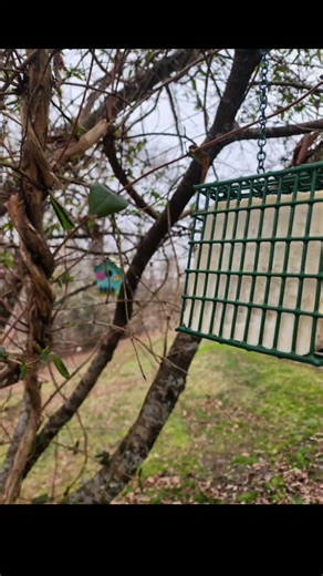 Bringing back nature into the yard 🐦 #nature #backyard #seasons #tennessee #forme
